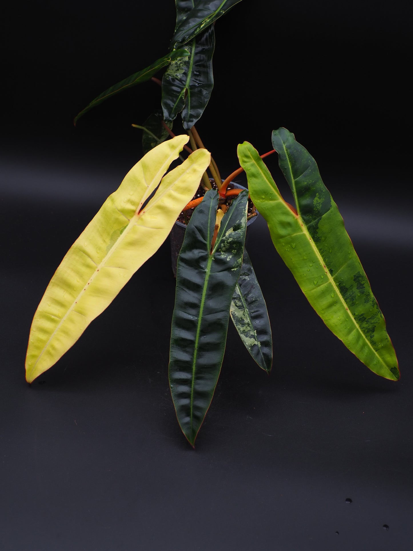 Philodendron Billietiae Variegata