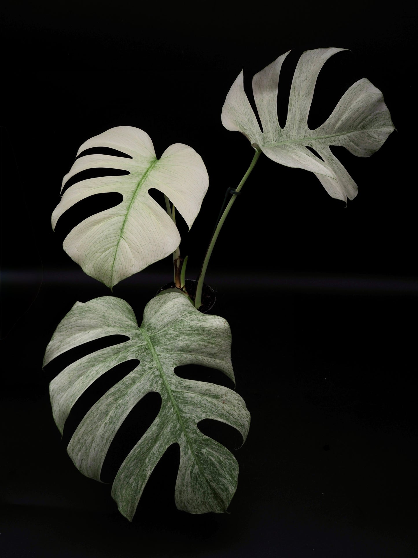 Monstera Jungle Full Mint