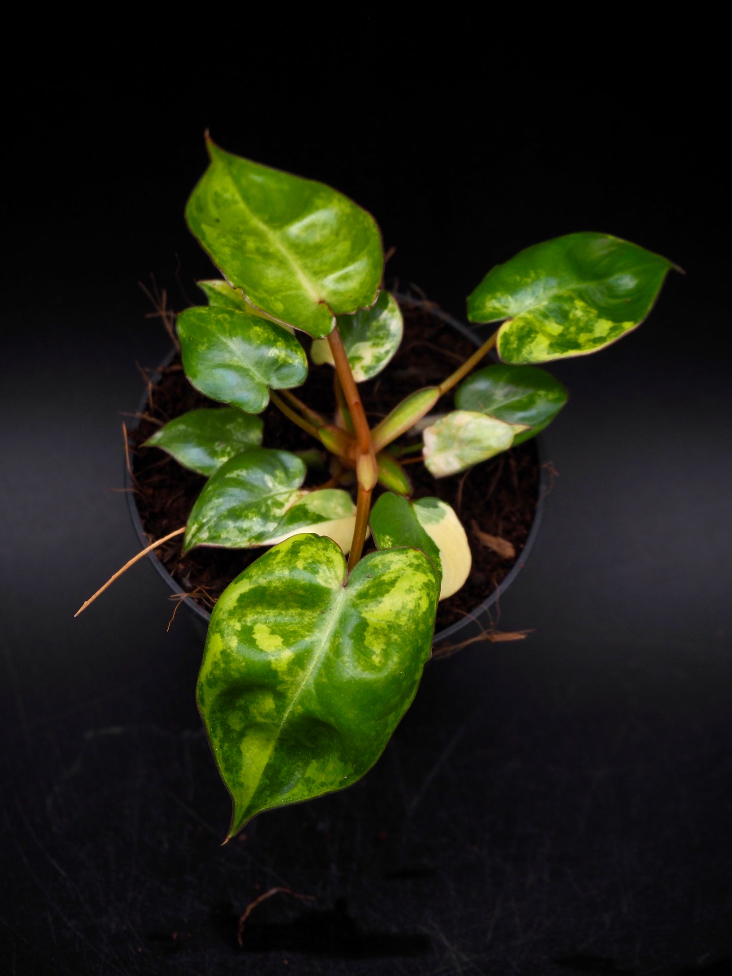 Philodendron Billietiae Variegata