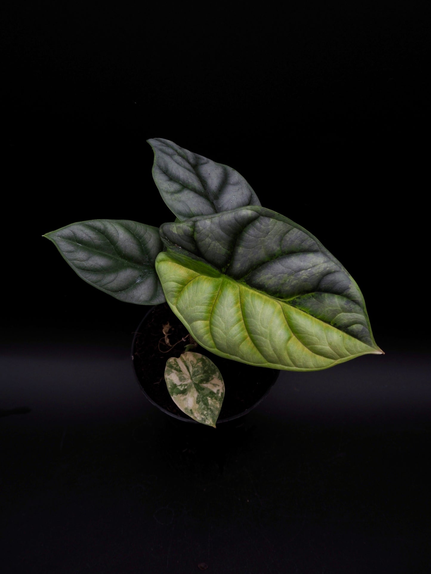 Alocasia Silver Dragon Aurea