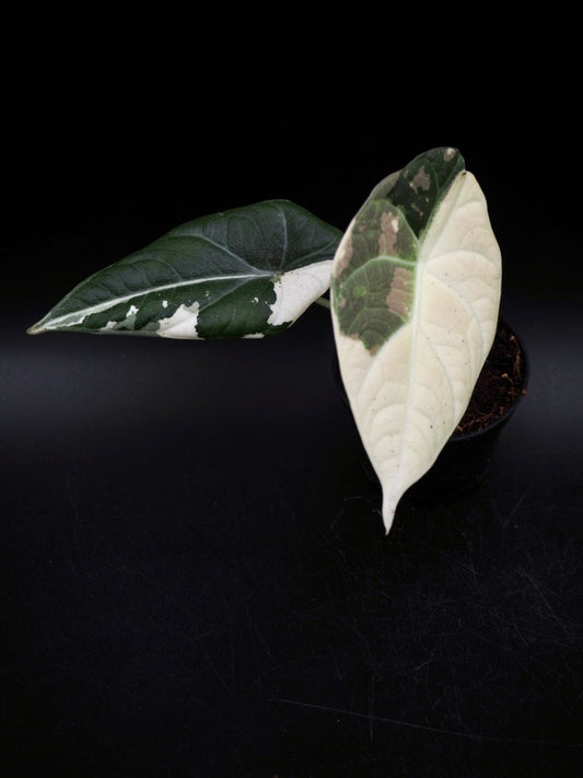Alocasia Maharani Albo Variegata