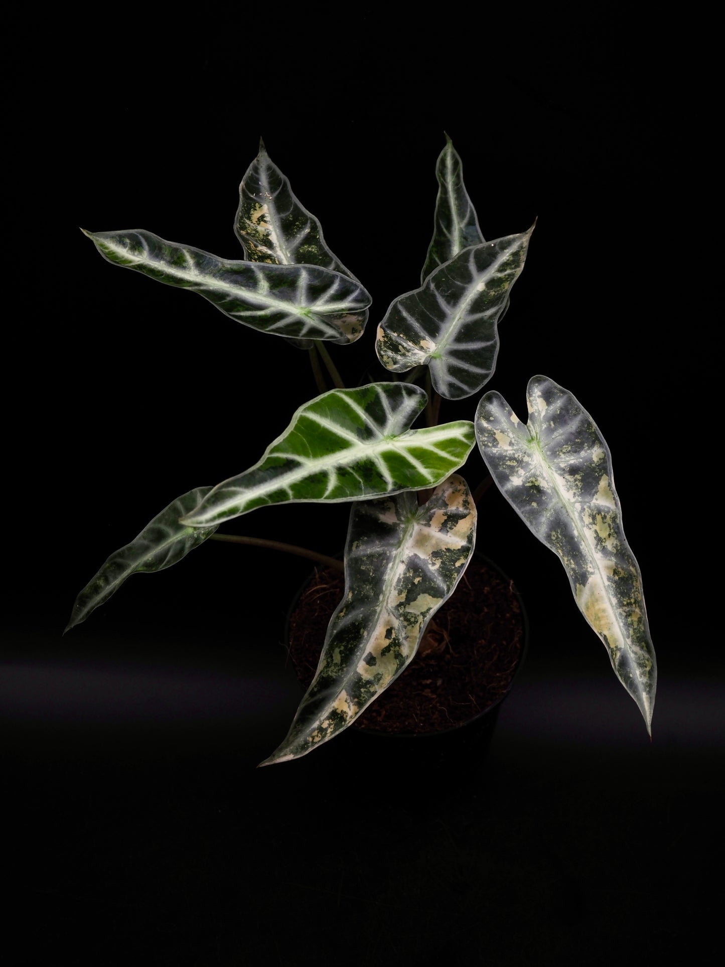 Alocasia Bambino Aurea XXL