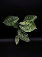 Alocasia Dragon Scale Mint Variegata