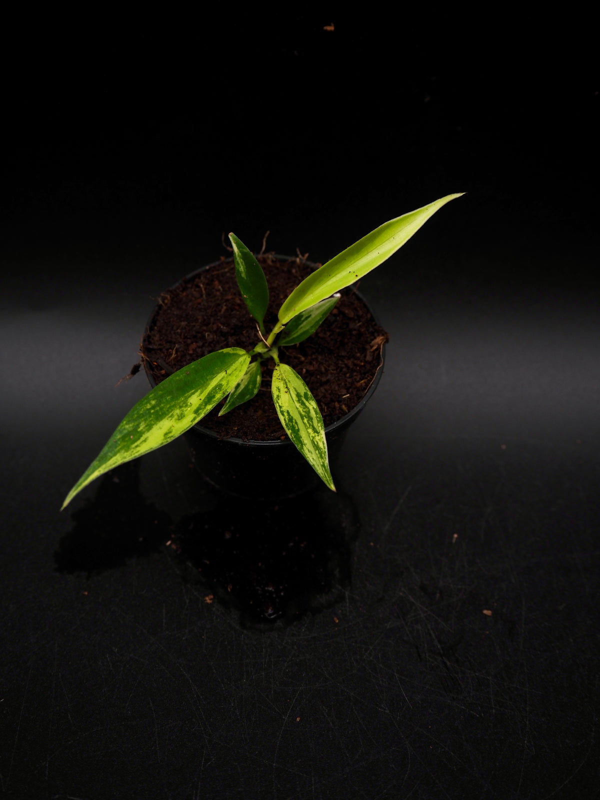 Philodendron Florida Beauty X Tortum Aurea Variegata