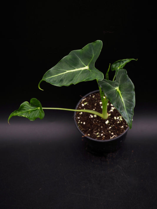 Alocasia Frydek Tatoo