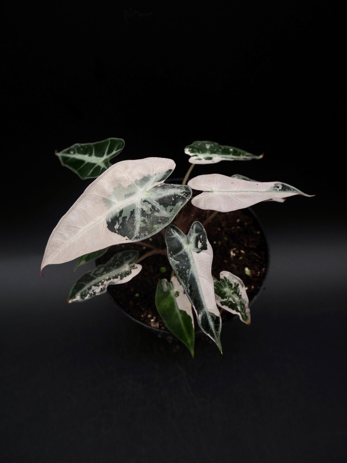 Alocasia Bambino Pink Variegata