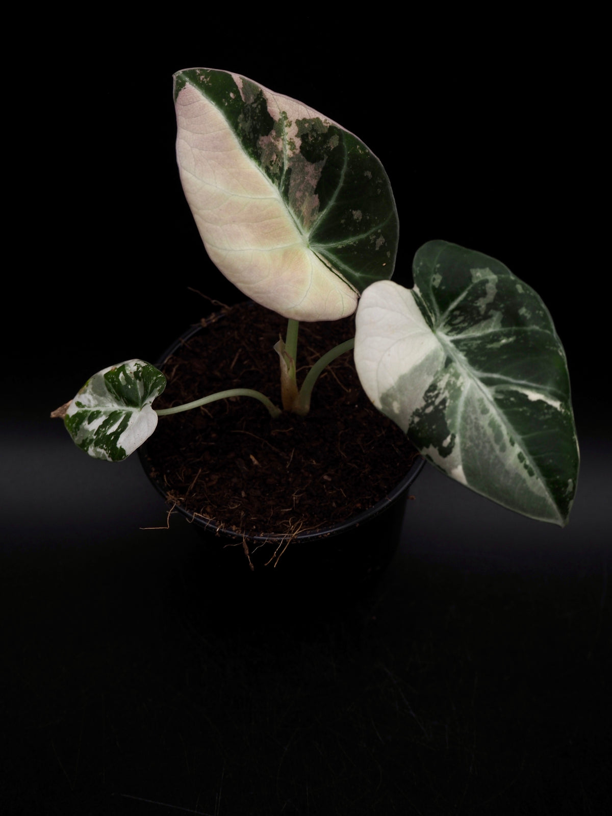 Alocasia Black Velvet Pink