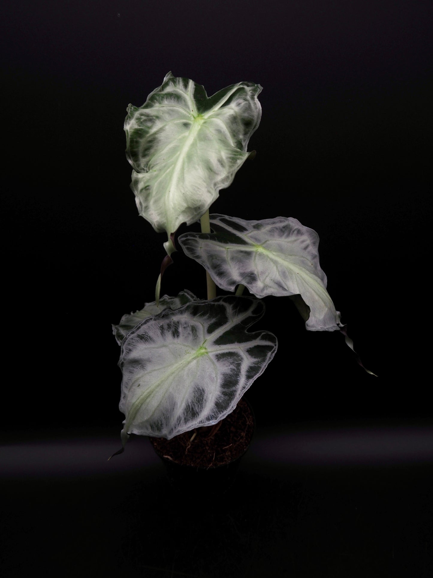 Venin d'Alocasia