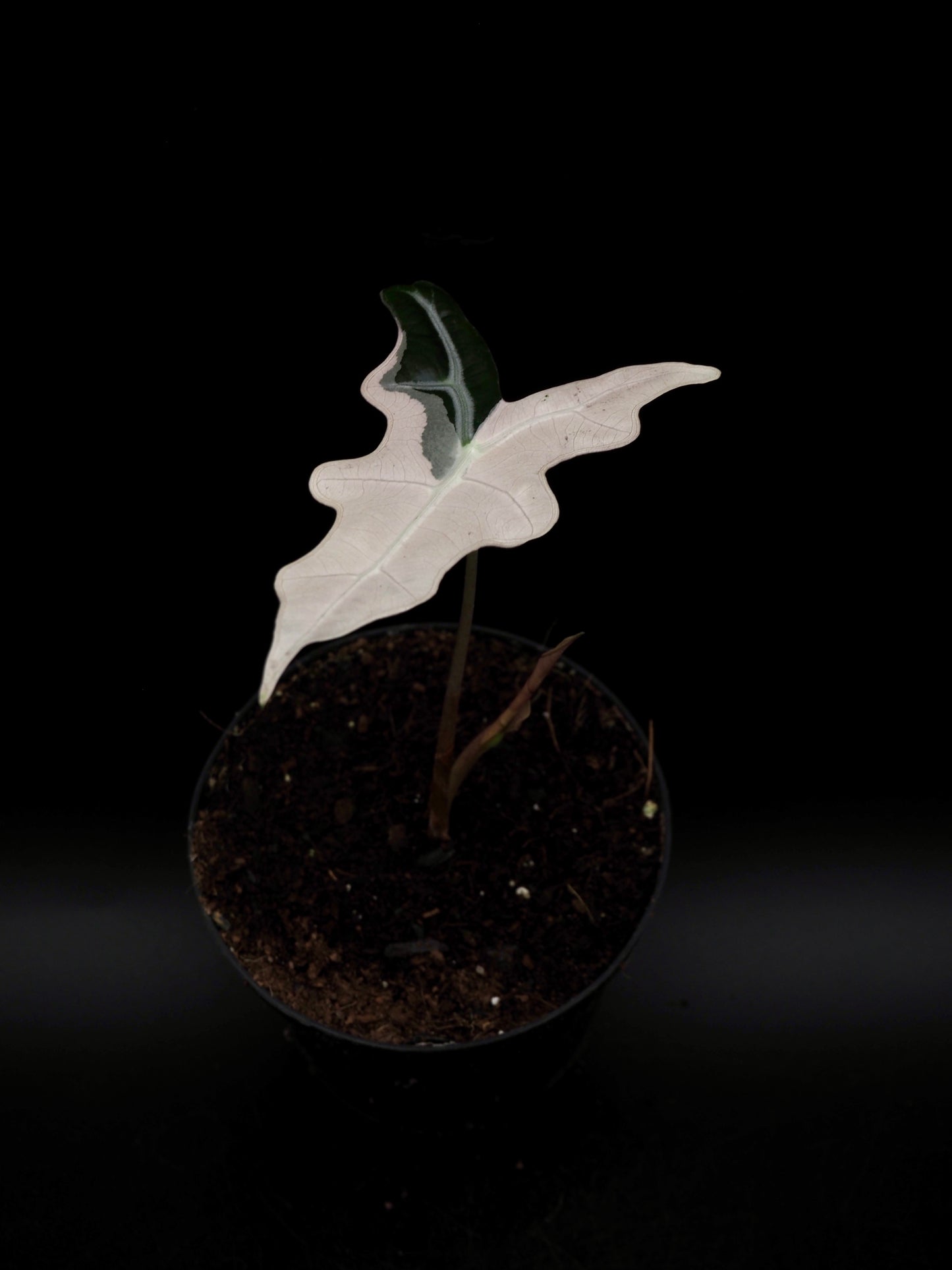 Alocasia Nobilis Pink