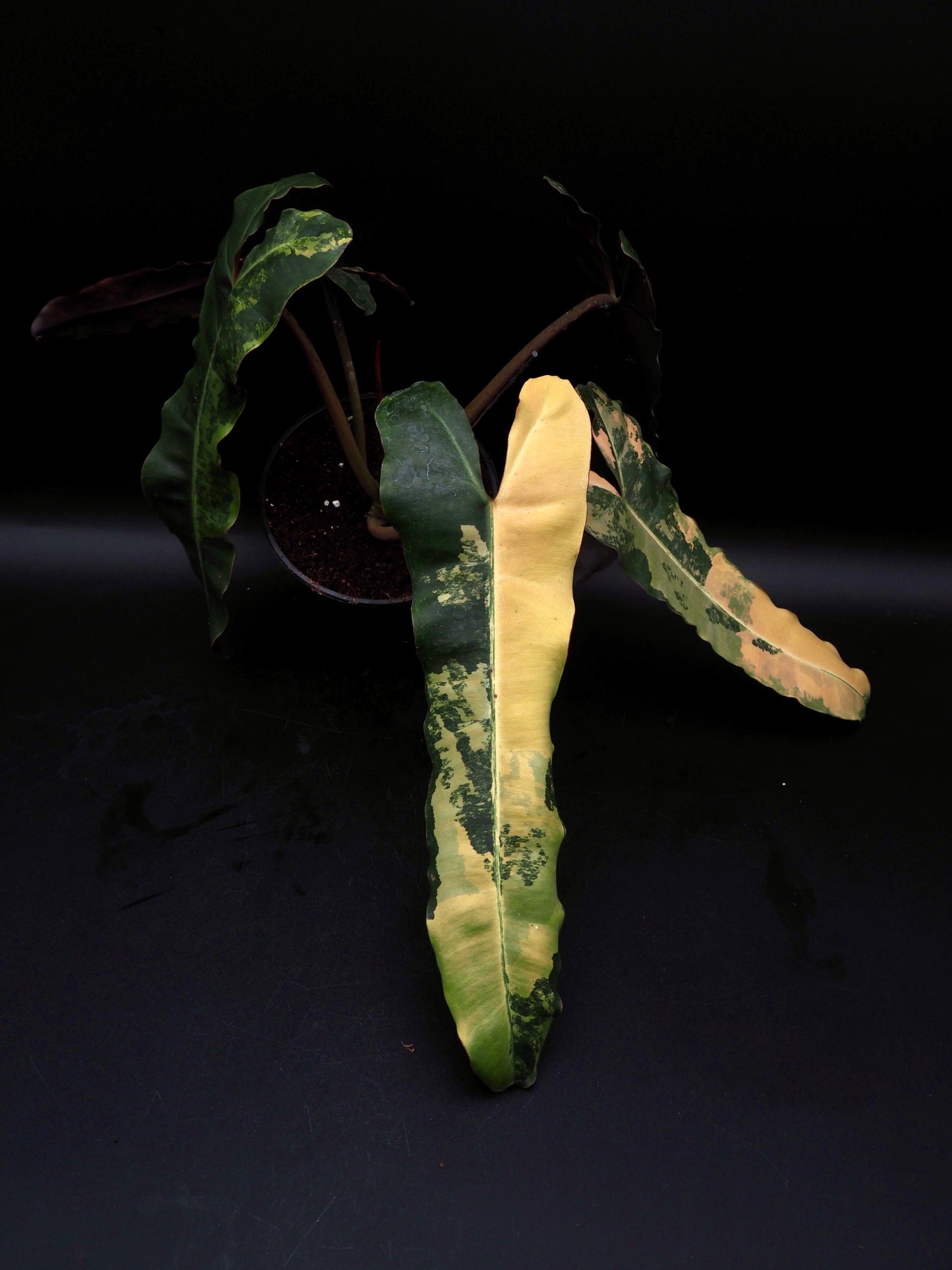 Philodendron Black Billietiae Variegata