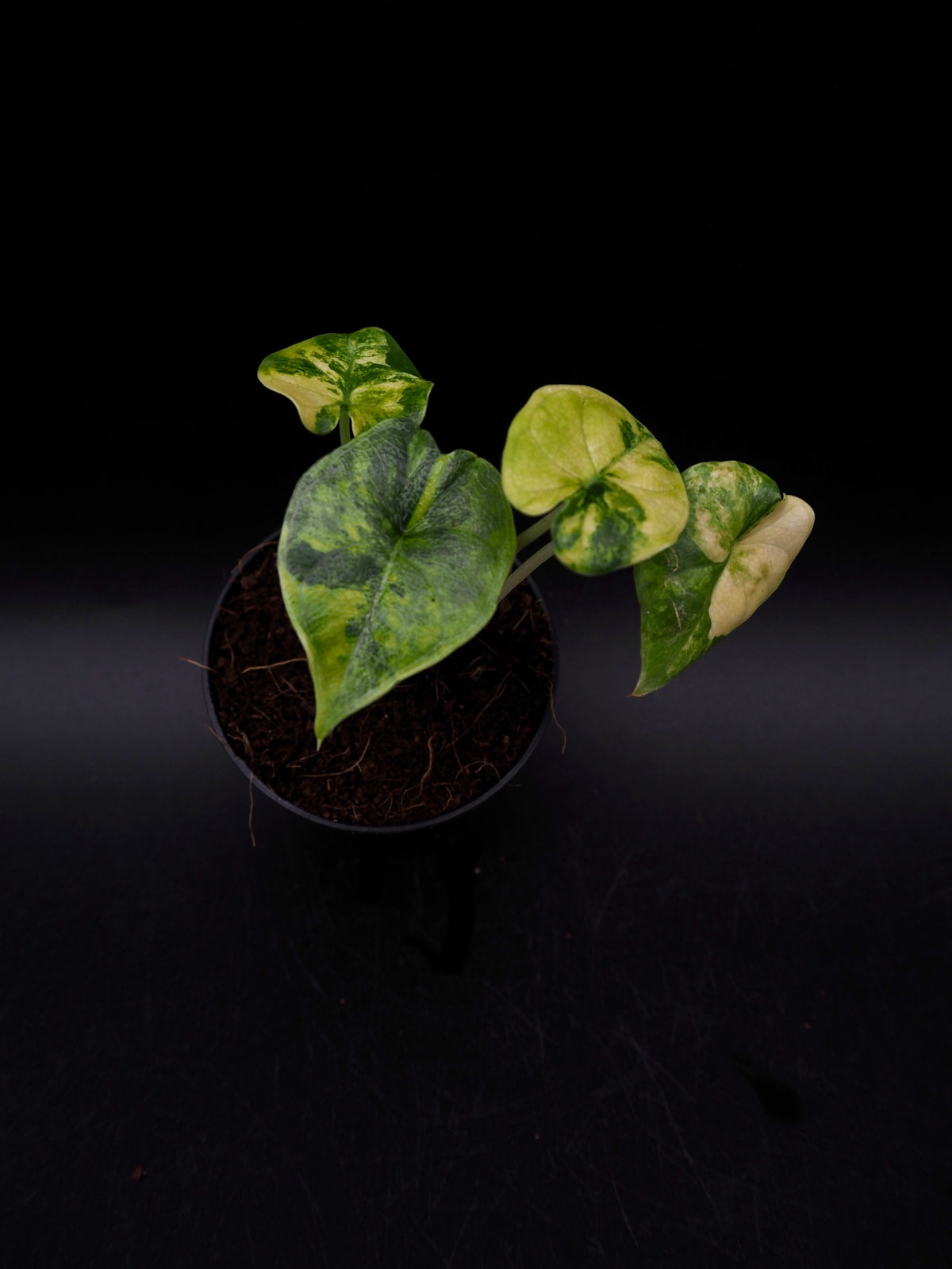 Alocasia Melo Aurea