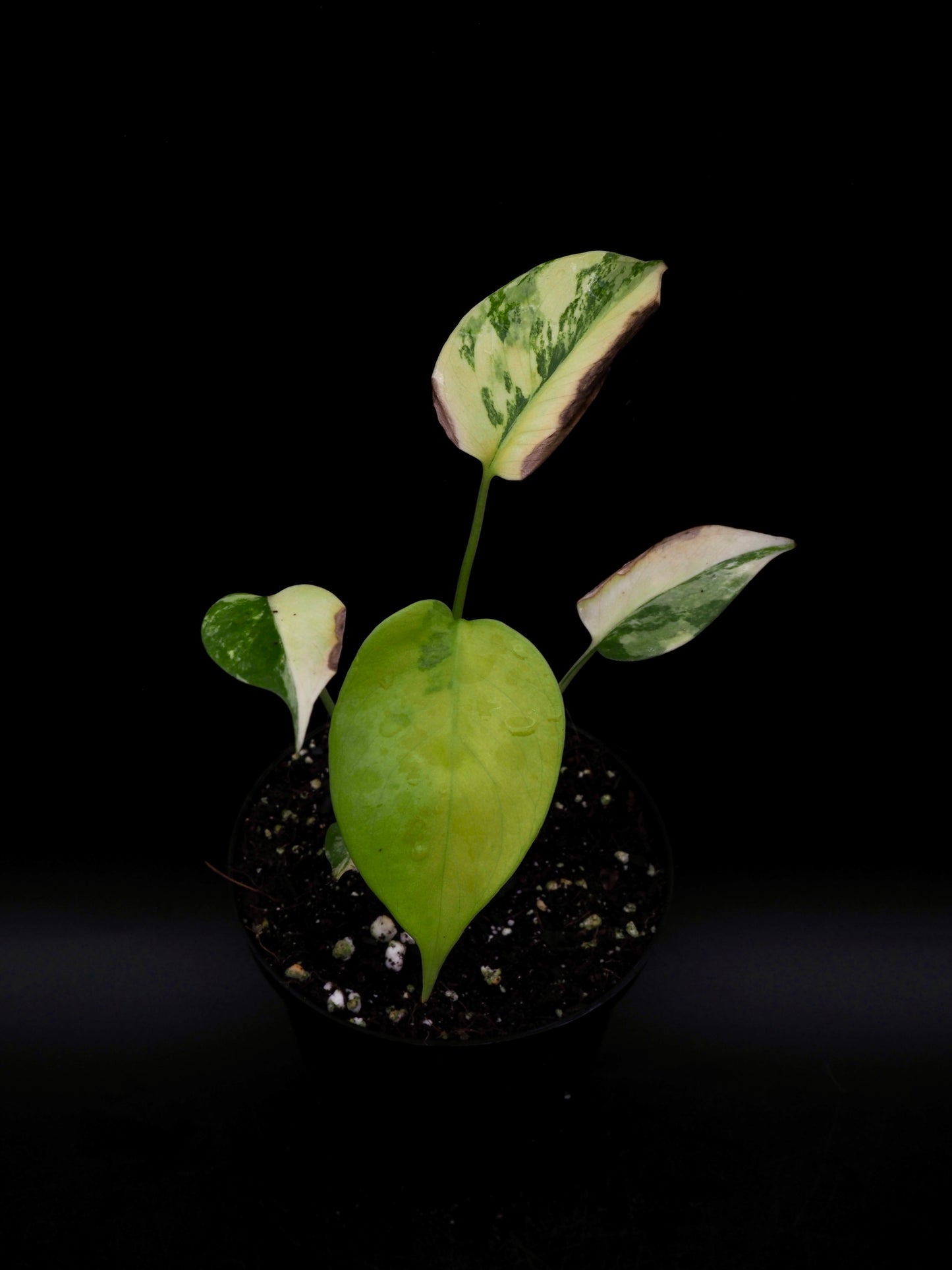 Monstera Yellow Marylin