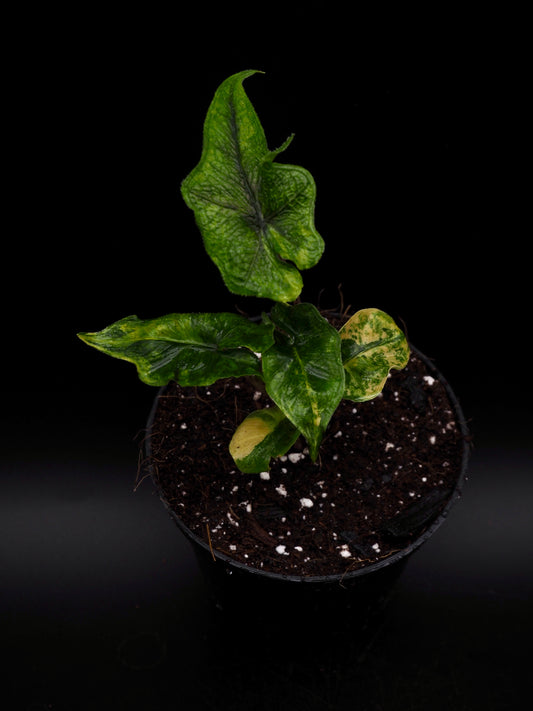 Alocasia Jacklyn Aurea Variegata