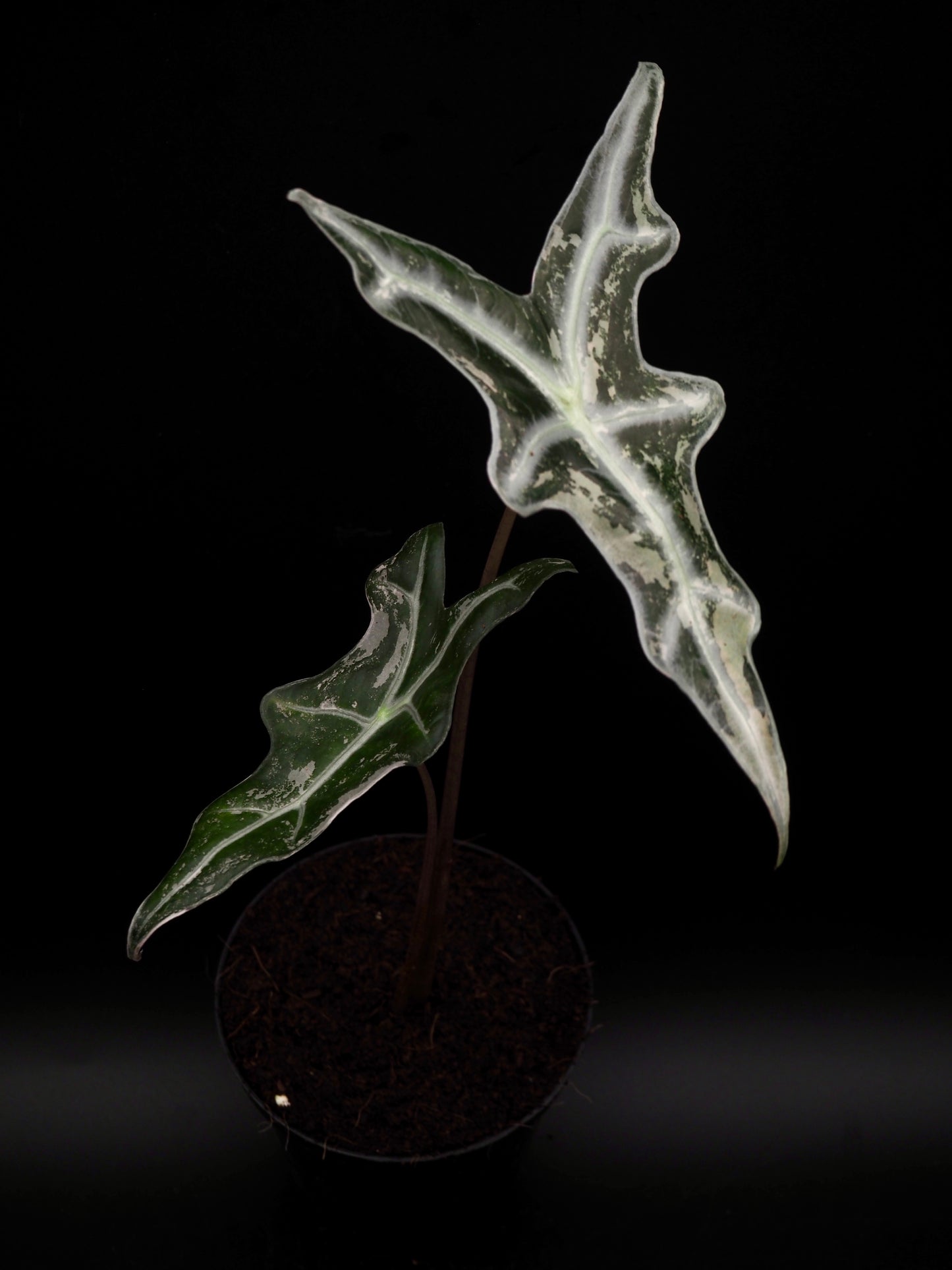 Alocasia Nobilis Pink