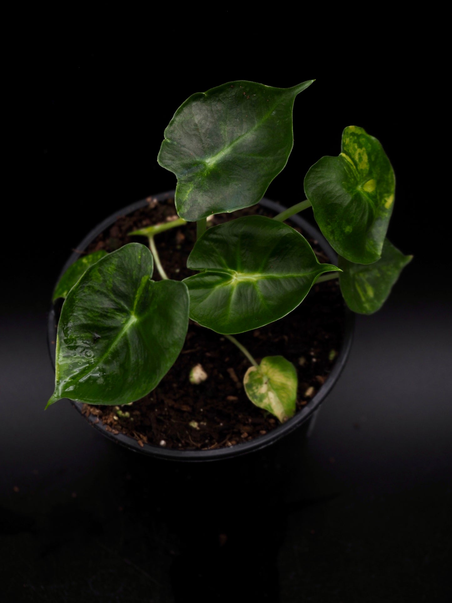 Alocasia Frydek Dorayaki