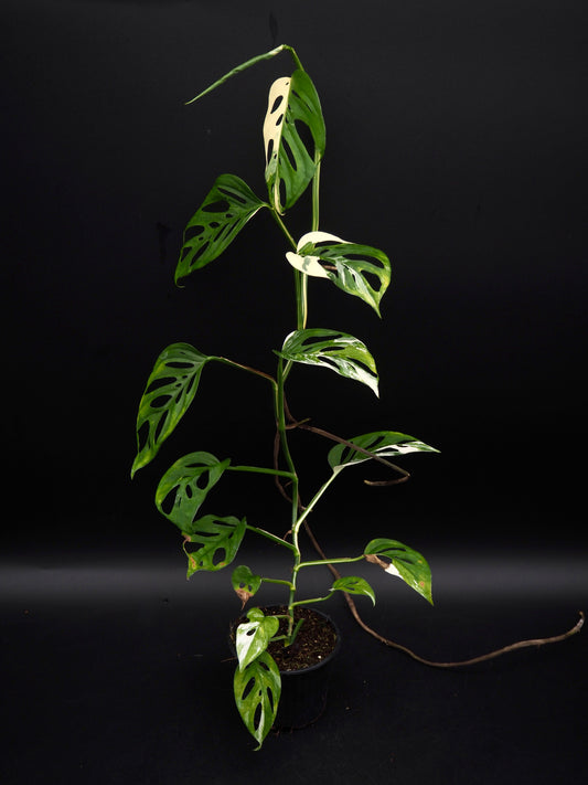 Monstera Laniata Albo Variegata