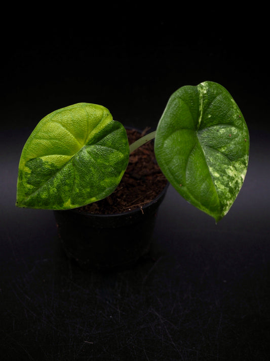 Alocasia Melo Aurea