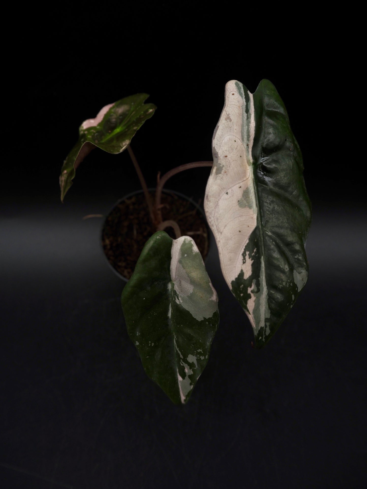 Alocasia Chantrieri Pink Variegata
