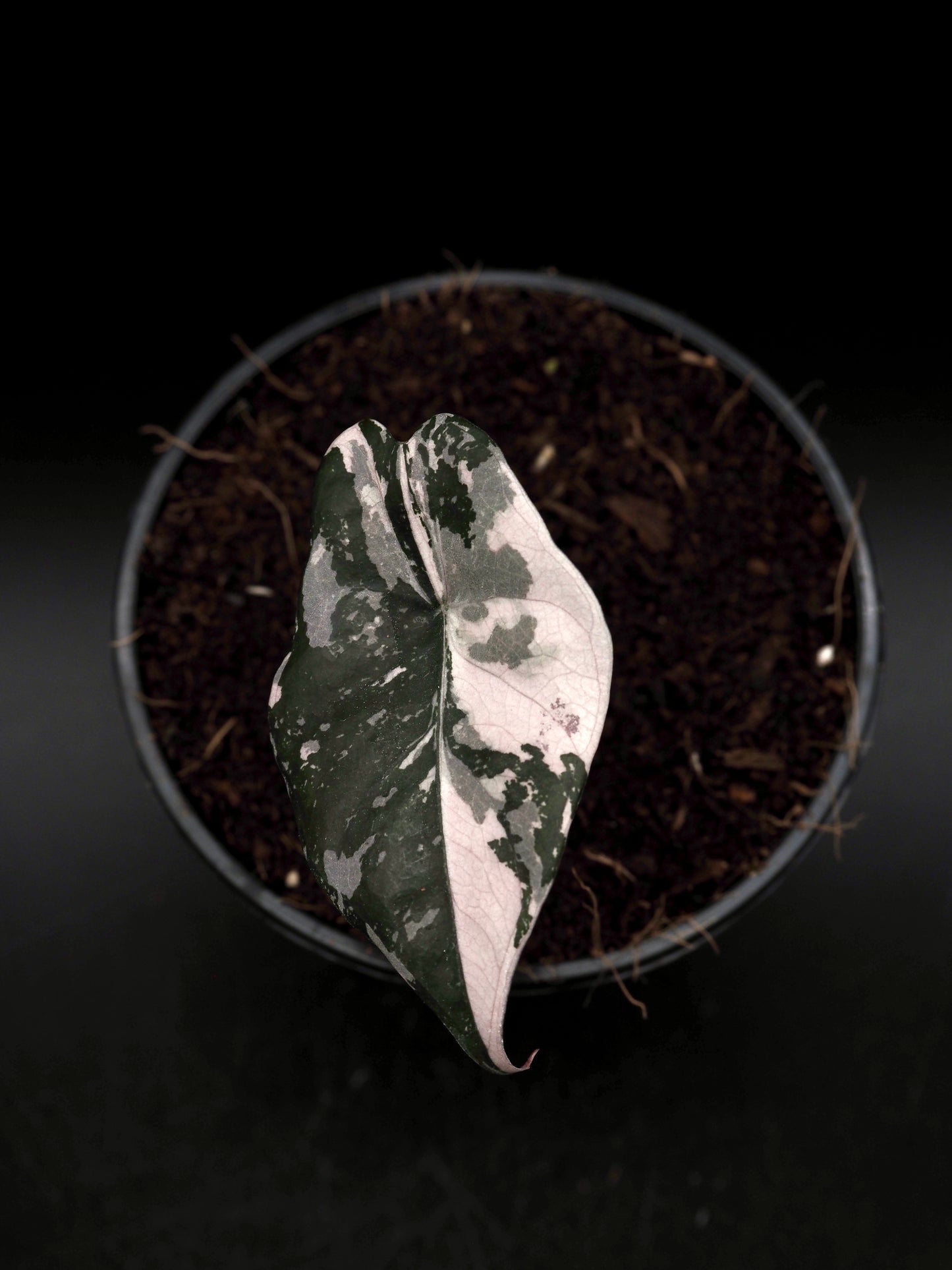 Alocasia Chantrieri Pink