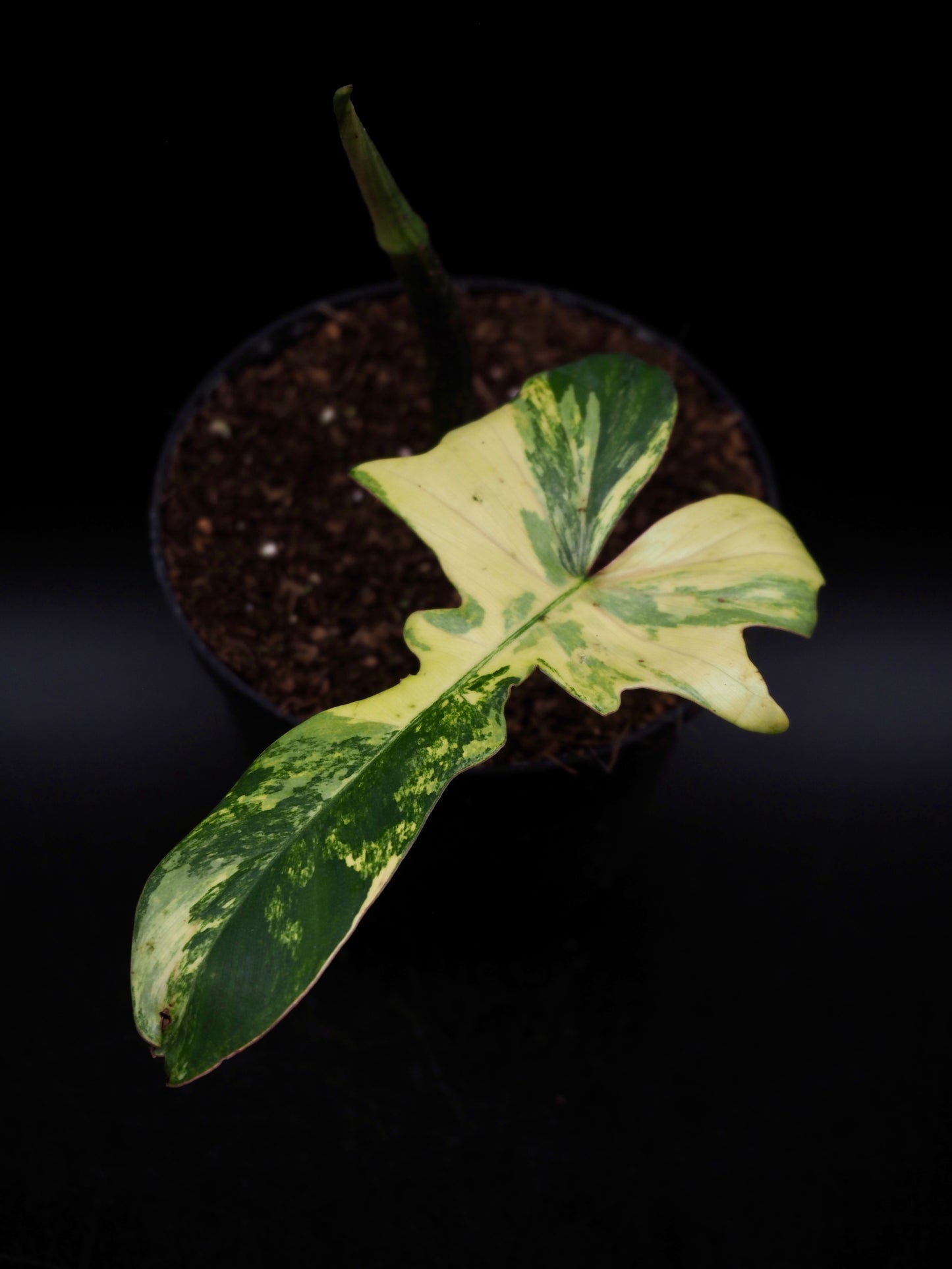 Philodendron Mayoi x Florida Beauty