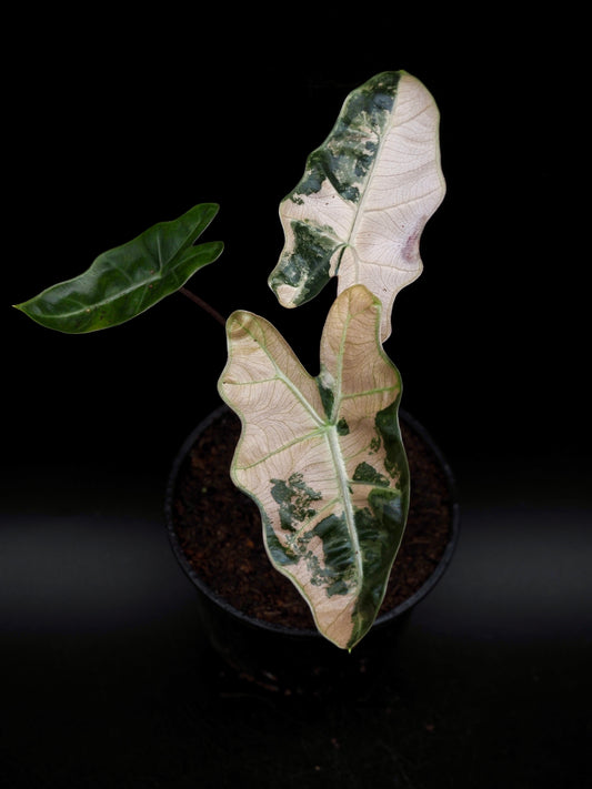 Alocasia Pseudo Sanderiana Pink