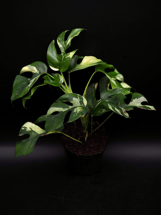 Rhaphidophora Tetrasperma Variegata