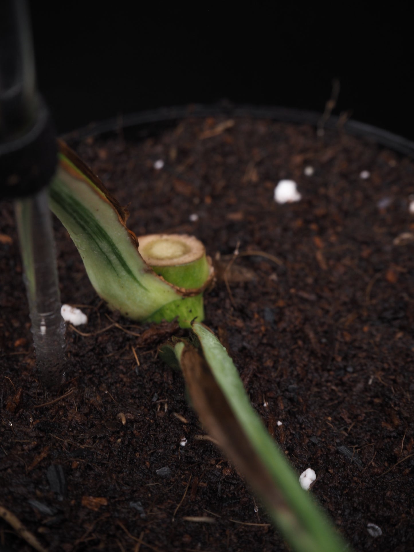 Monstera Deliciosa Jungle Mint