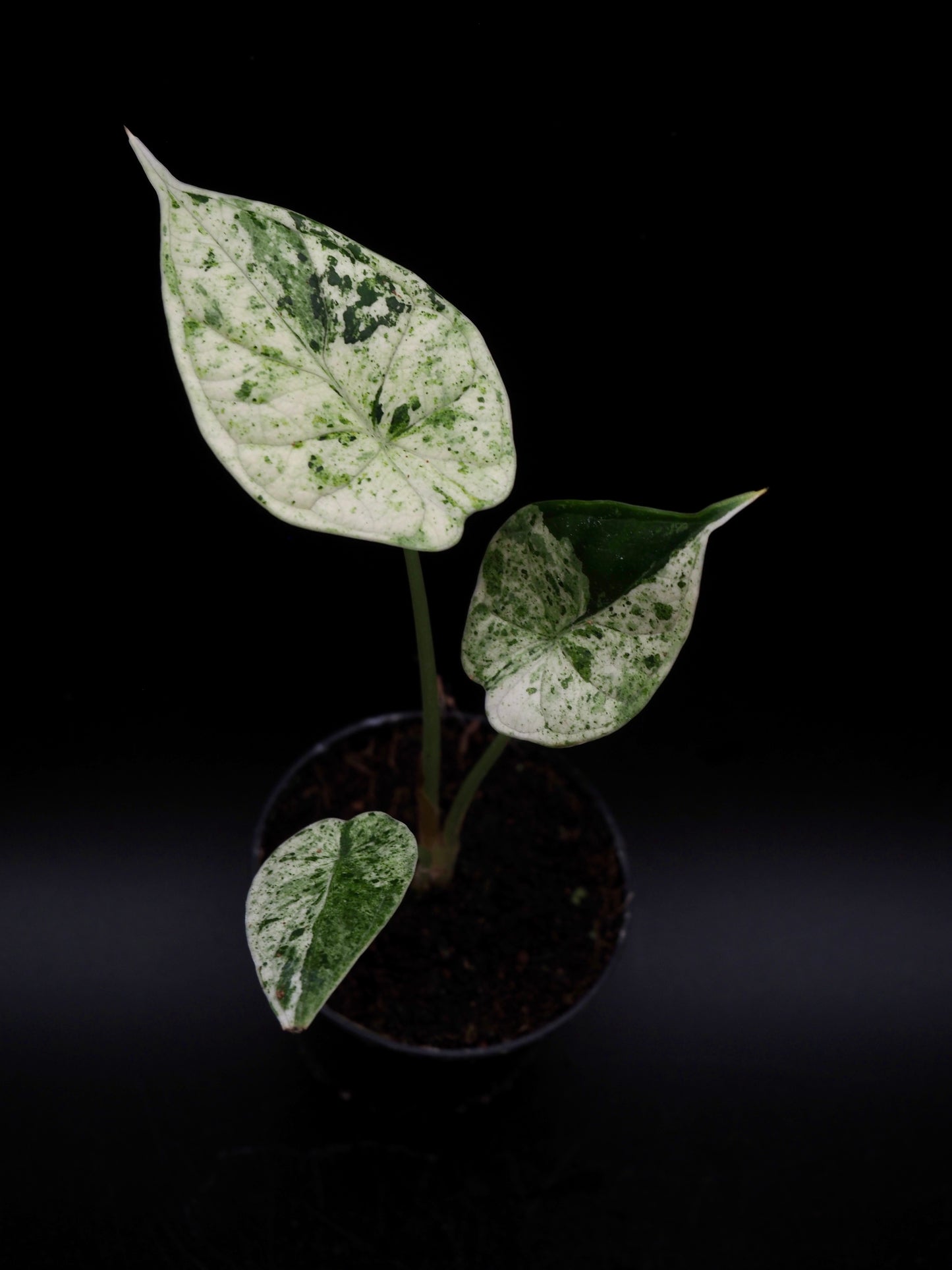 Alocasia Dragon Scale Menthe Variegata