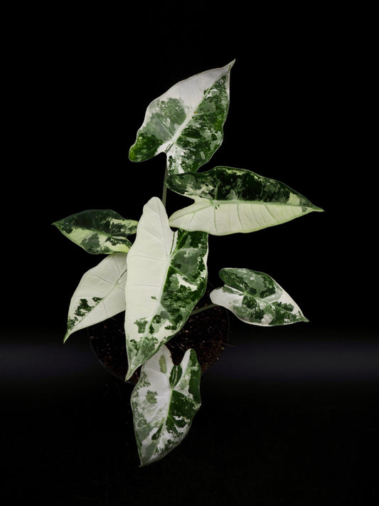 Alocasia Frydek Variegata