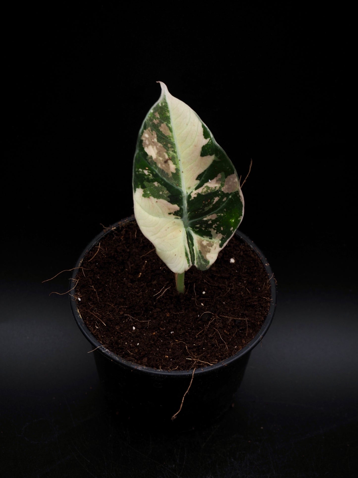 Alocasia Black Velvet Pink