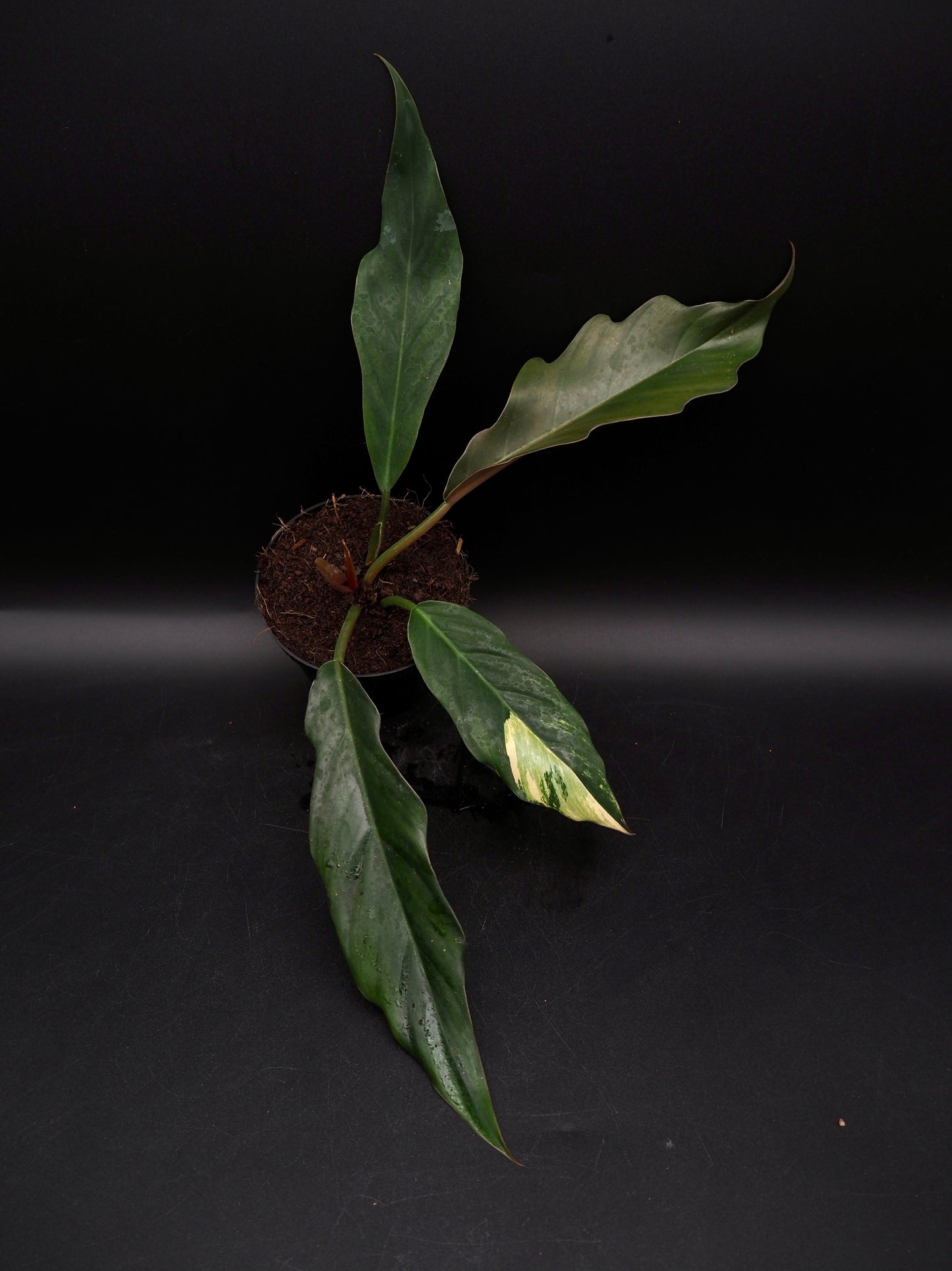 Philodendron Marbre Caramel