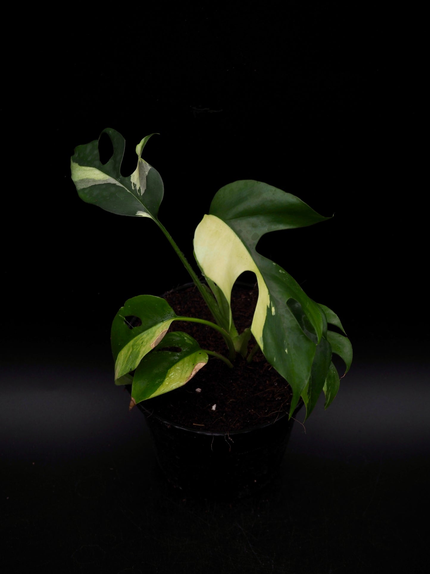 Rhaphidophora Tetrasperma Variegata