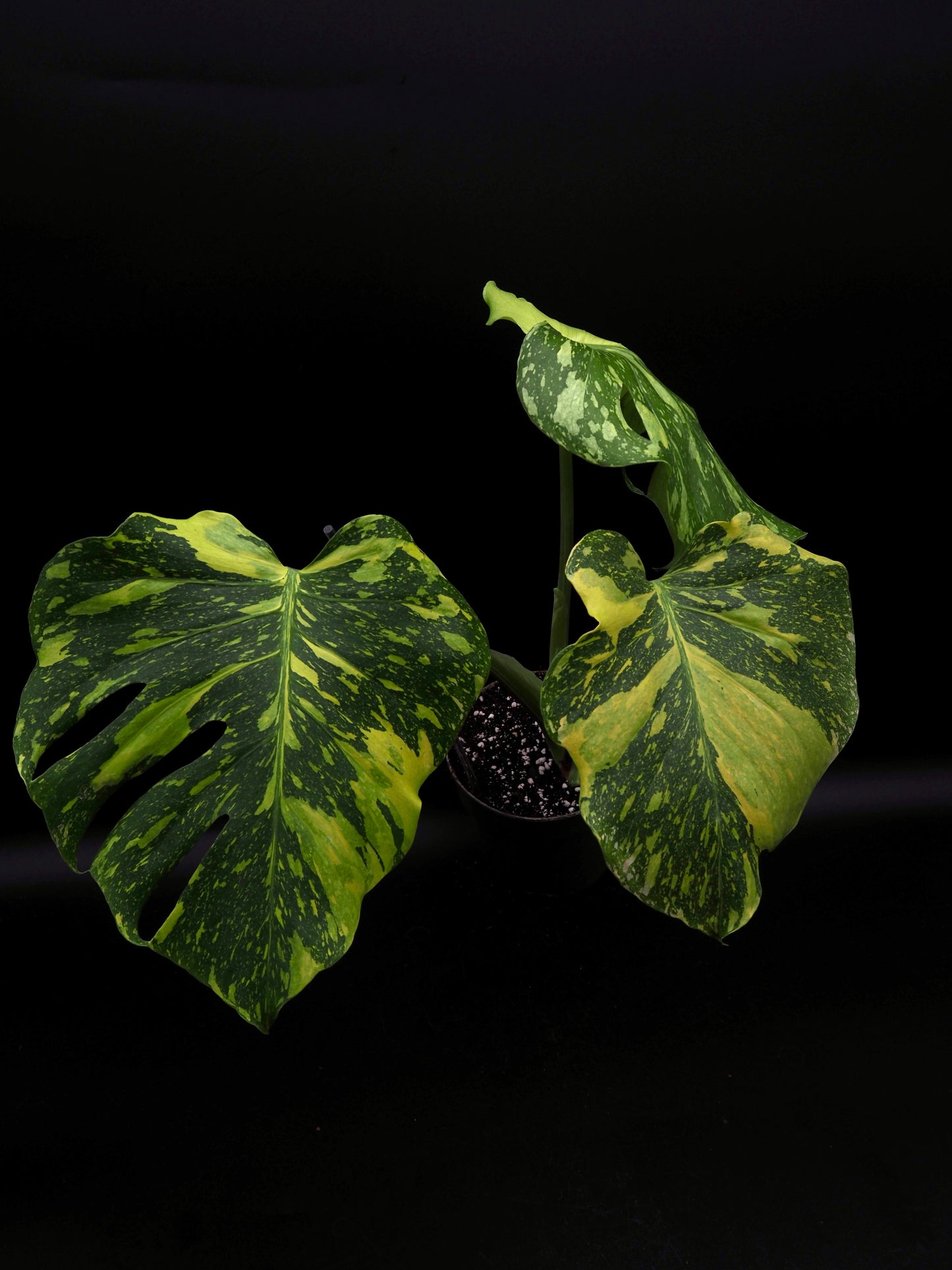 Monstera Deliciosa Electrolyte