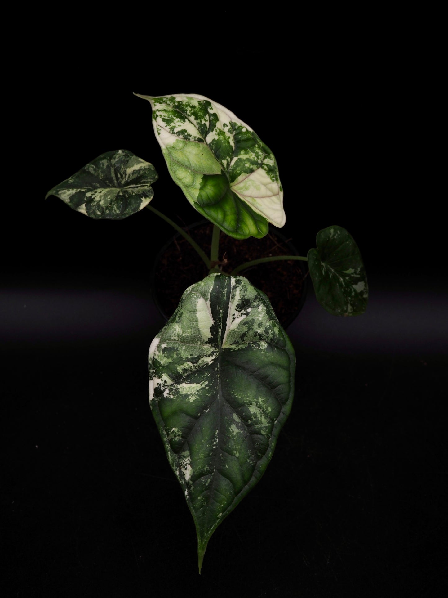Alocasia Dragon Scale Albo Variegata
