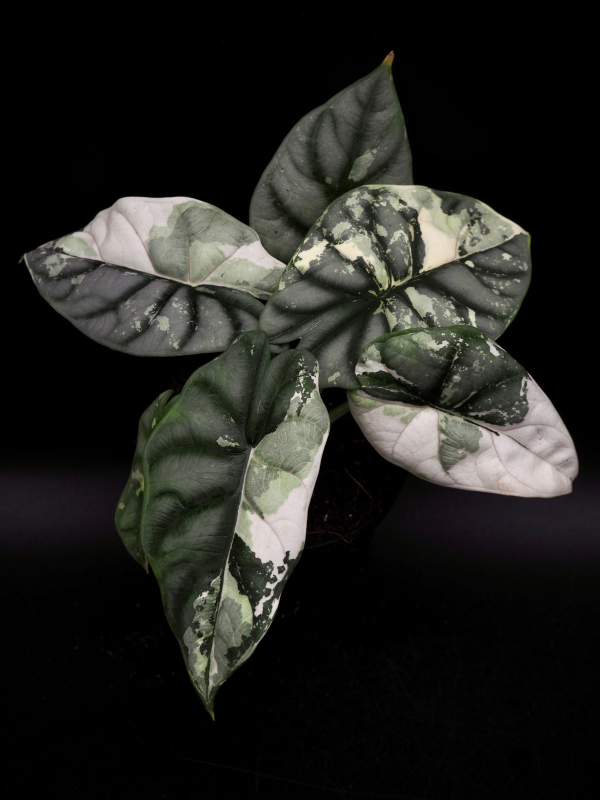 Alocasia Silver Dragon Albo Snow White Variegata