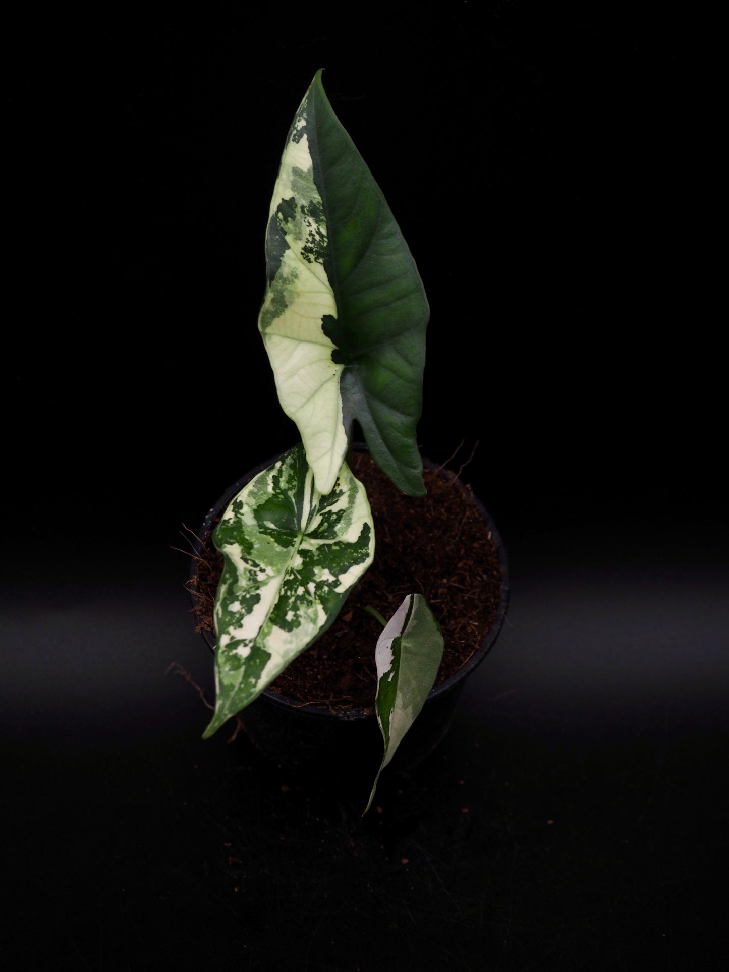 Alocasia Simpo Albo