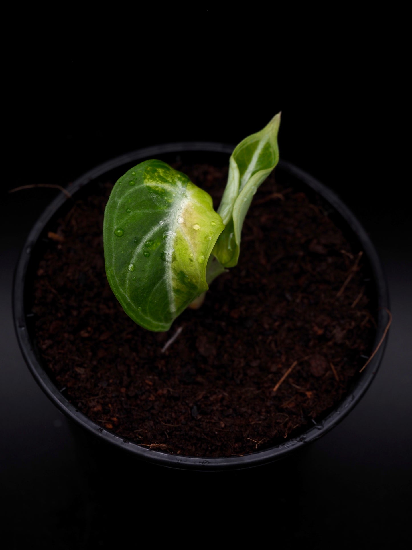 Alocasia Ninja Aurea