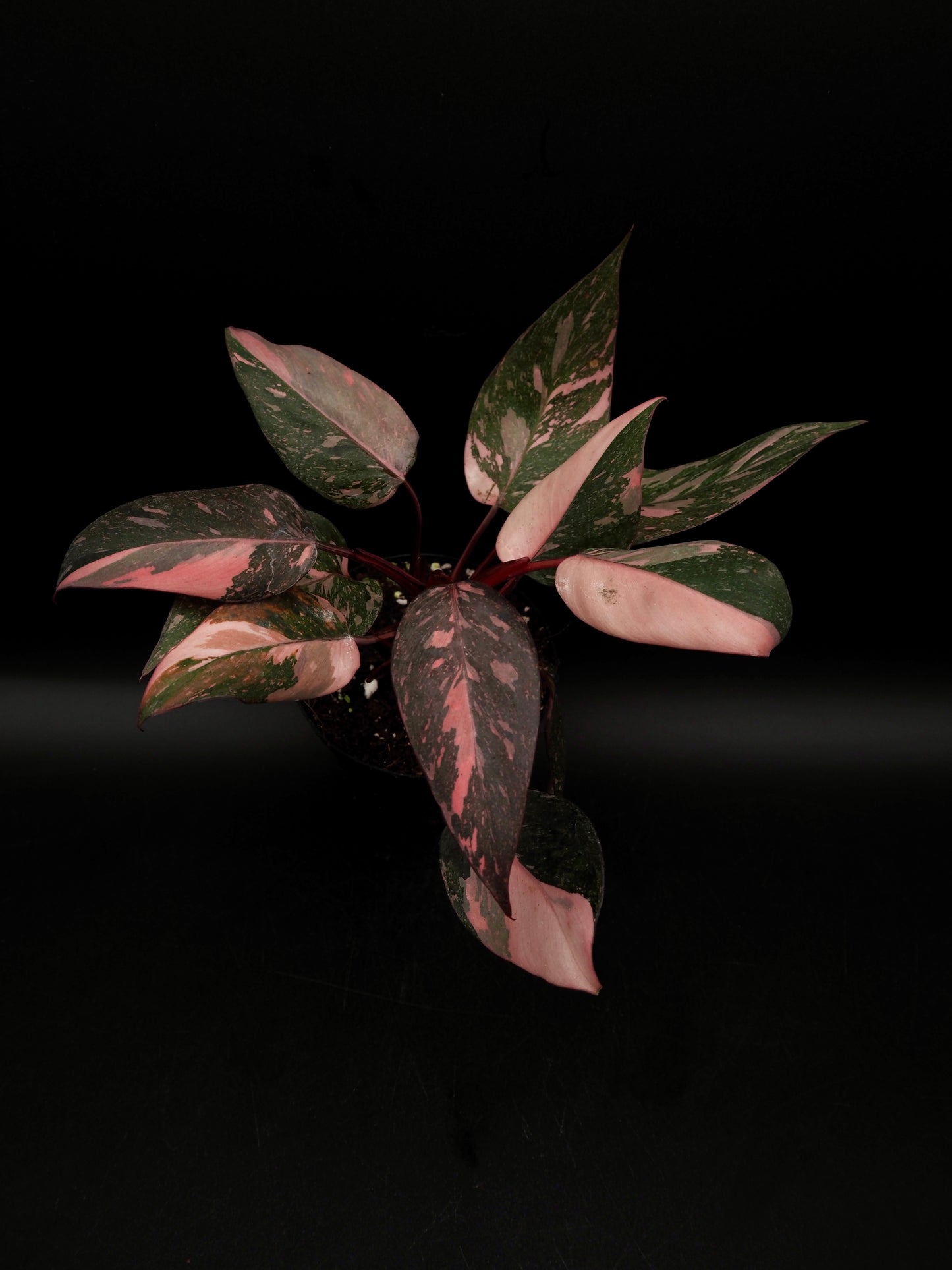 Philodendron Pink Princess Galaxy