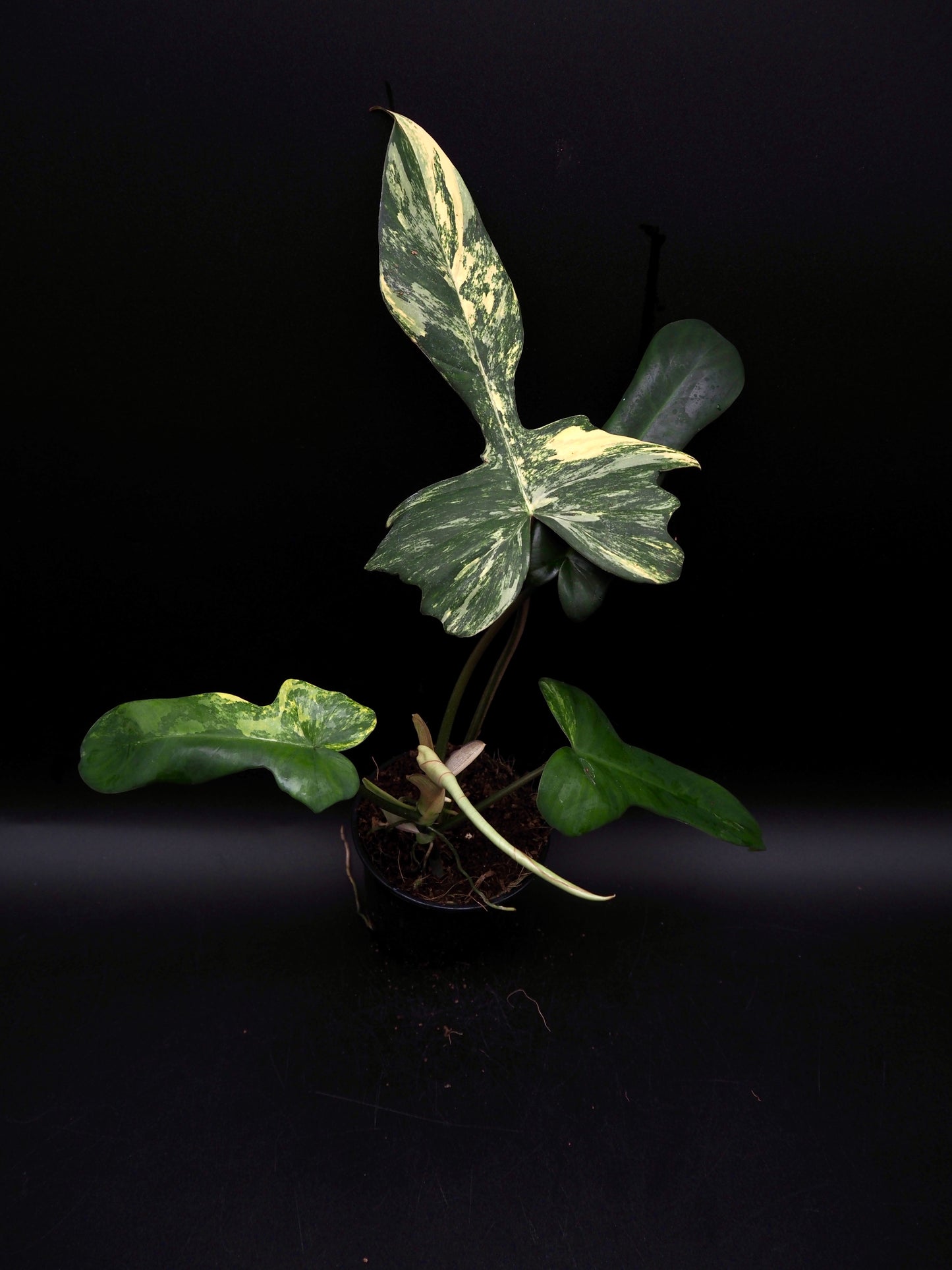 Philodendron Mayoi x Florida Beauty