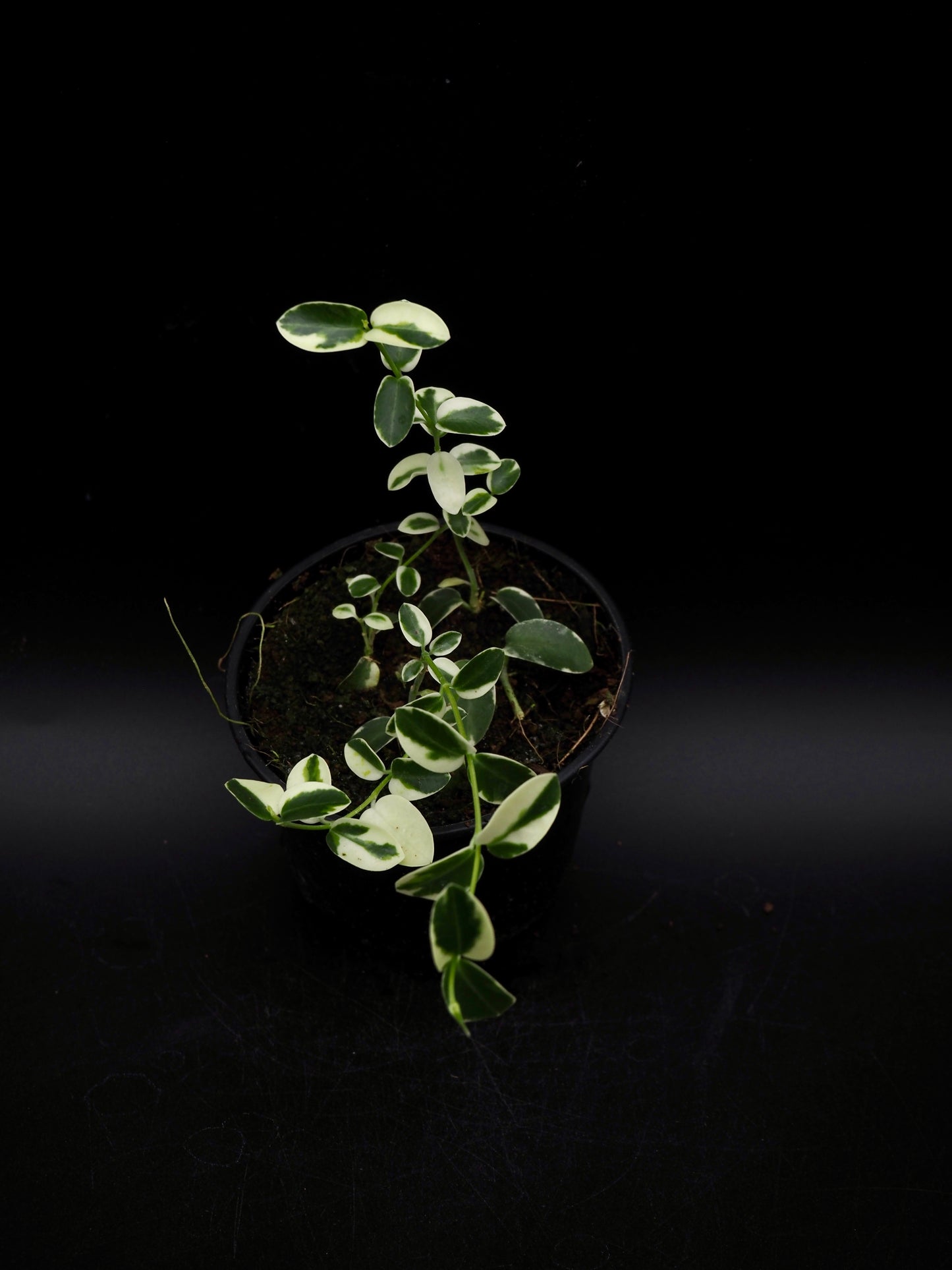 Hoya Cummingiana Variegata