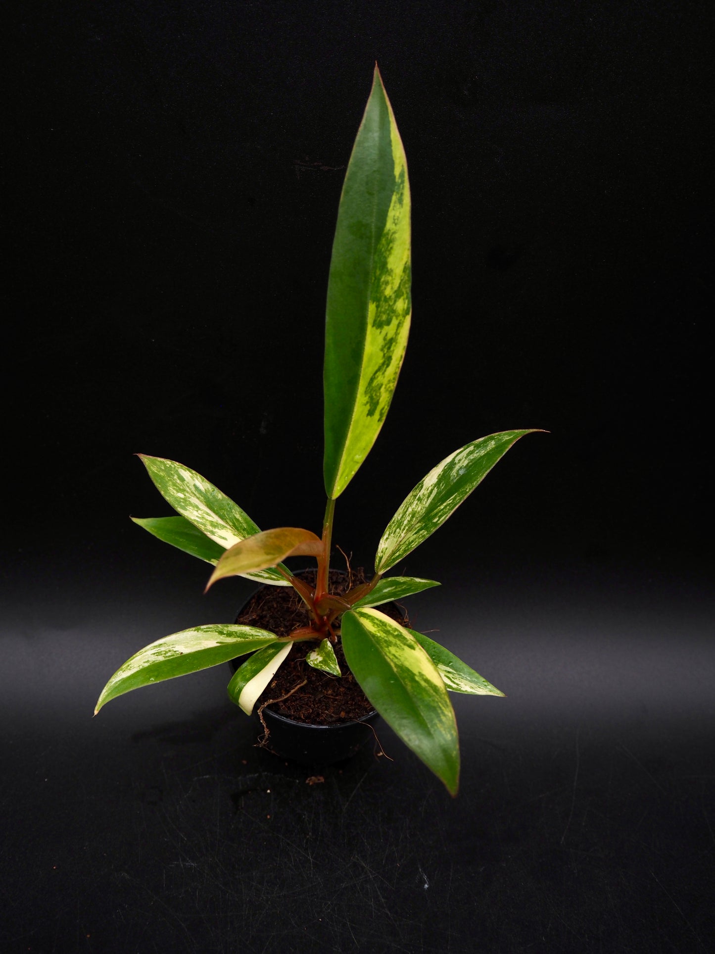 Philodendron Caramel Marble