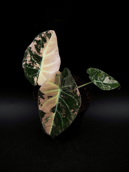 Alocasia Black Velvet Pink