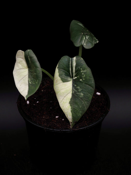 Alocasia Platinum Albo