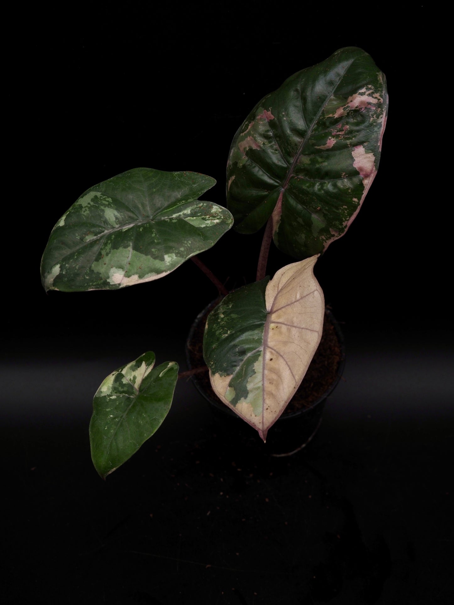 Alocasia Yucatan Princess Pink