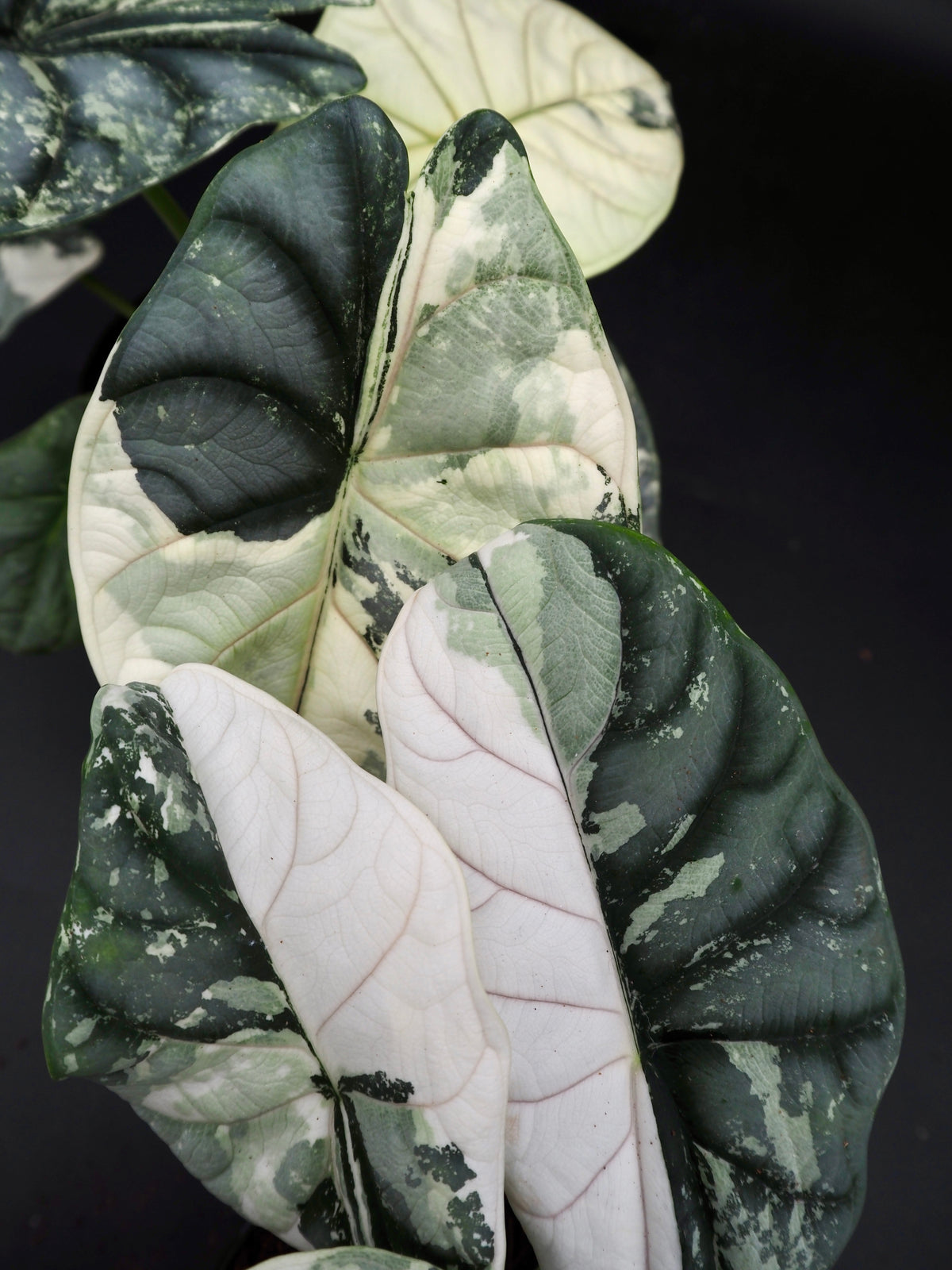 Alocasia Silver Dragon Albo Snow White Variegata