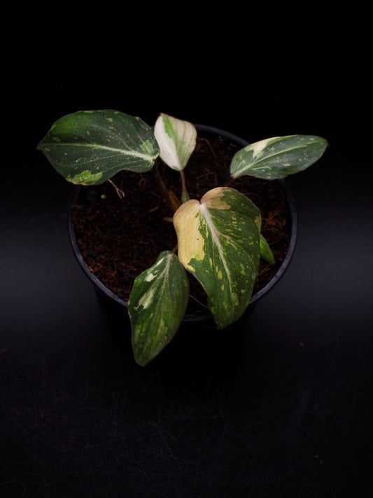 Philodendron Gloriosum Tricolor