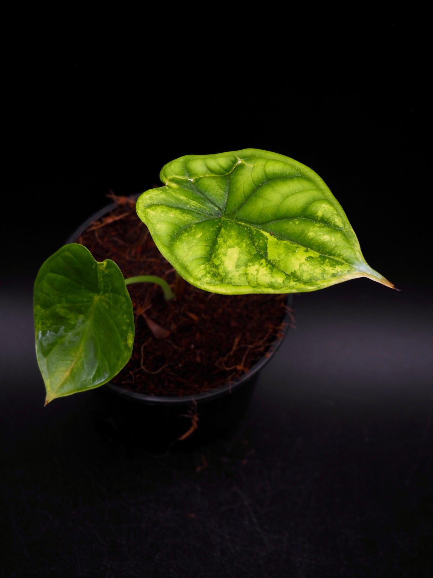 Alocasia Dragon Scale Aurea
