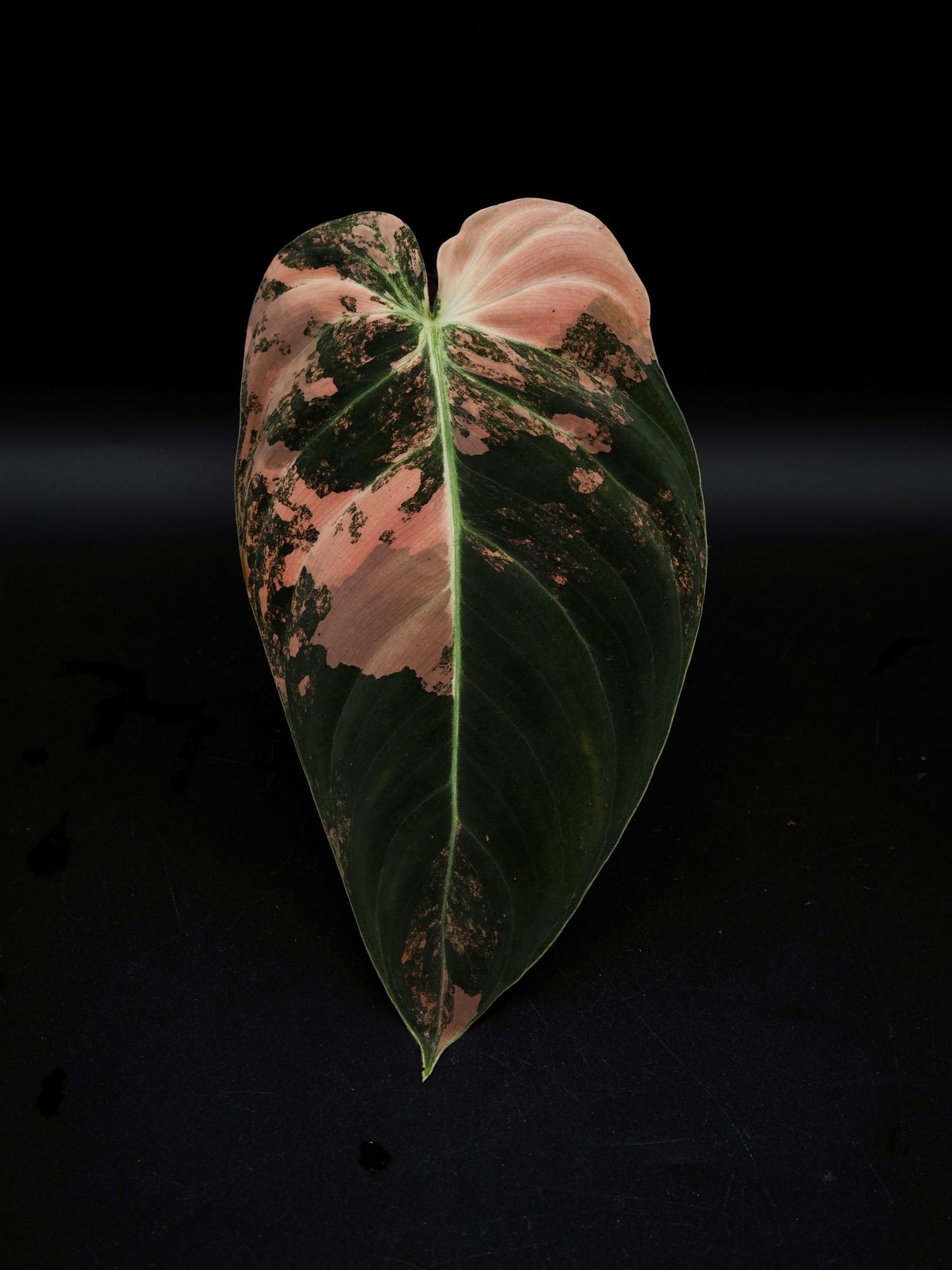 Philodendron Melanochrysum Bonfire