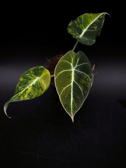 Alocasia Black Velvet Gold
