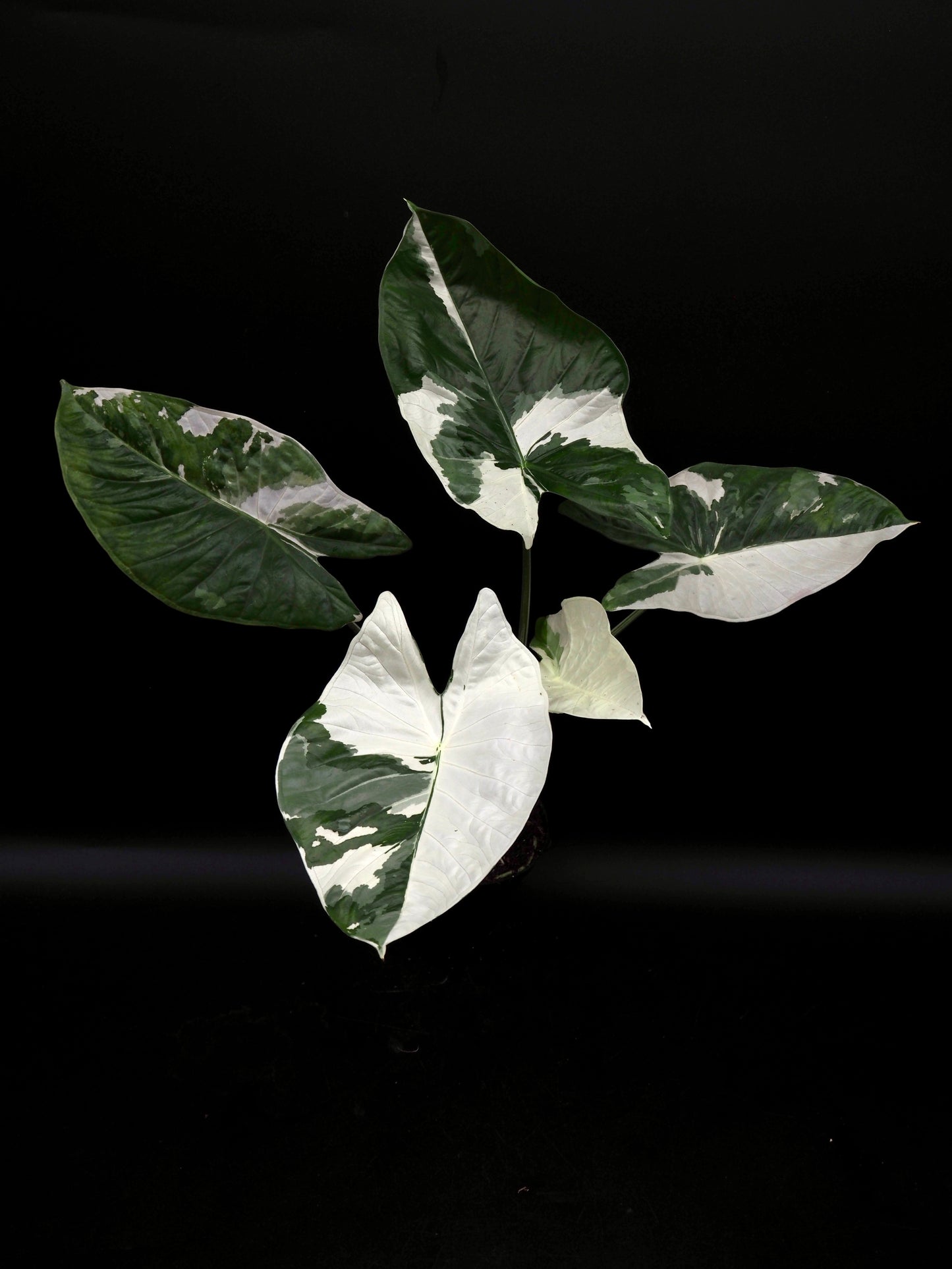Alocasia Fornicata Albo